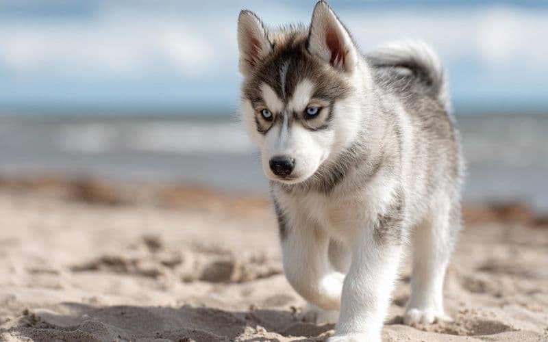 Le chiot développe son équilibre en marchant sur le sable