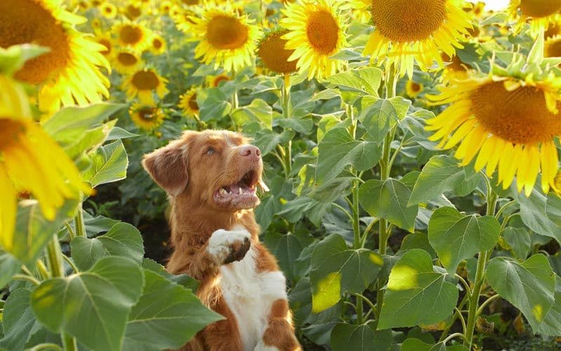 Graines de tournesol pour chiens