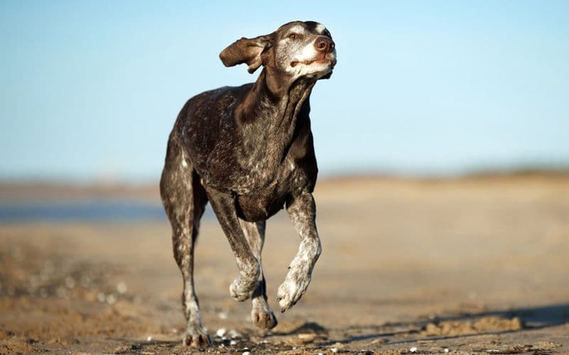 Chien senior en bonne santé et heureux qui court sur une plage