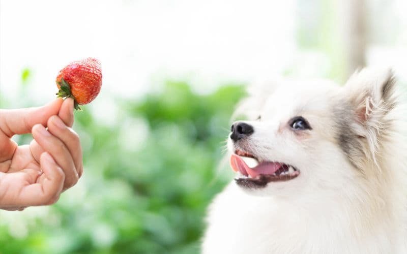 Les chiens peuvent-ils manger des fraises ?