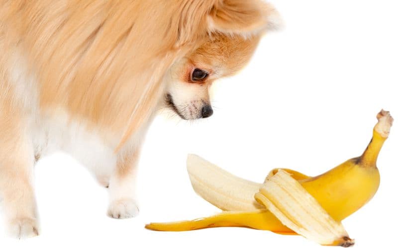 Bananes pour chiens