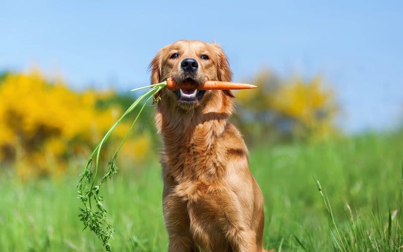 Un Golden Retriever mange une carotte