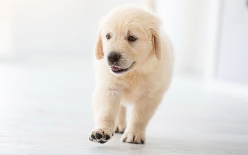 Chiot marchant sur une surface glissante — sol