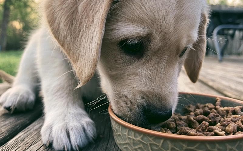 Quelle quantité de nourriture mon chiot doit-il manger ?