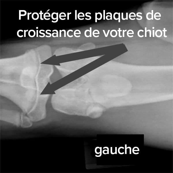 Que sont les plaques de croissance chez le chiot ?