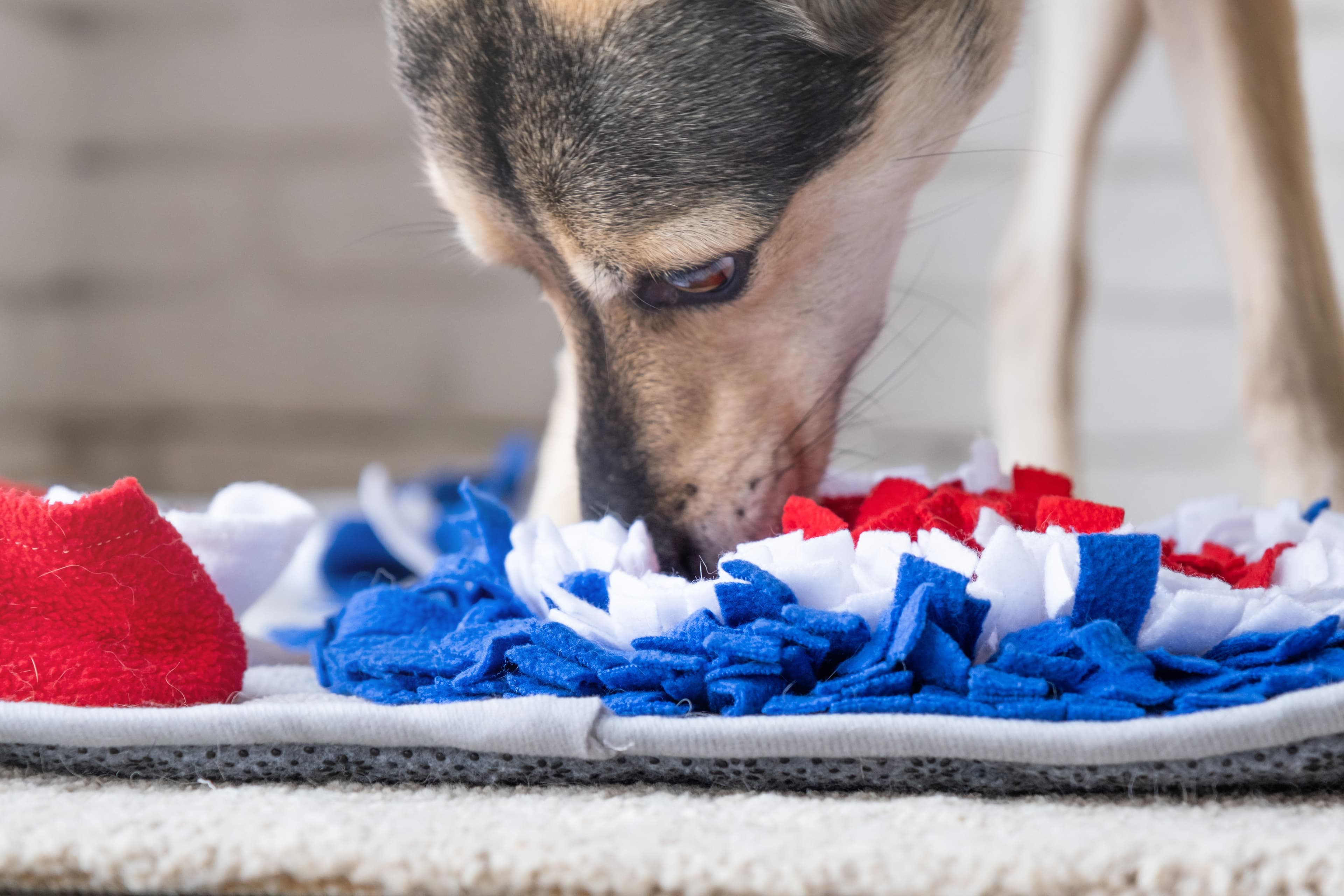 Le chien joue avec un tapis de fouille.