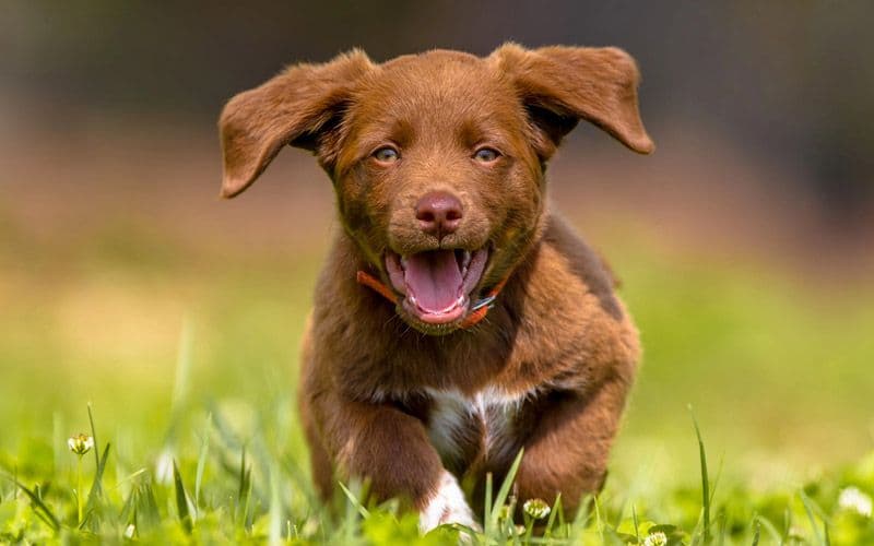Jeune chiot en croissance qui court dans un champ
