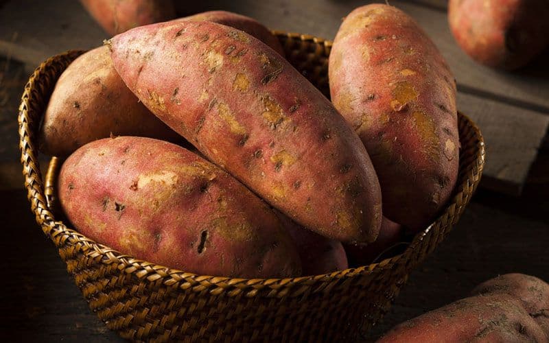 Patates douces pour chiens