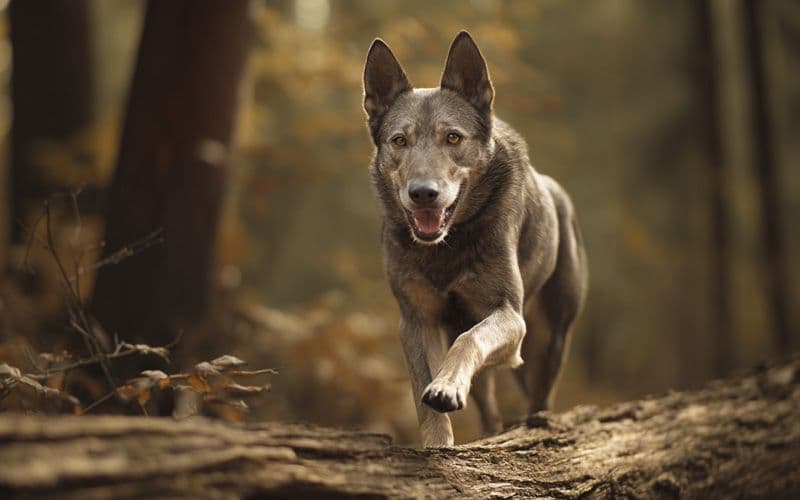 Le chien utilise l’équilibre, la coordination et la proprioception en marchant dans les bois