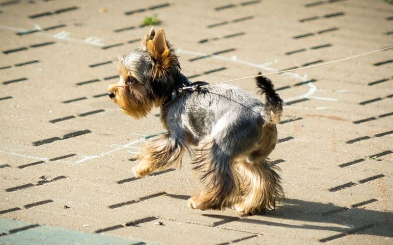 Petit Yorkshire Terrier en train de marcher
