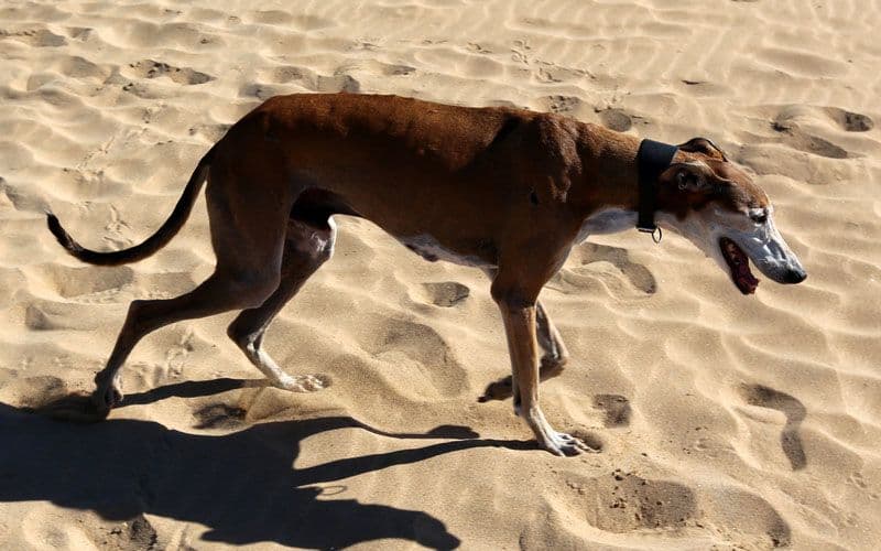 Chien senior en train de marcher