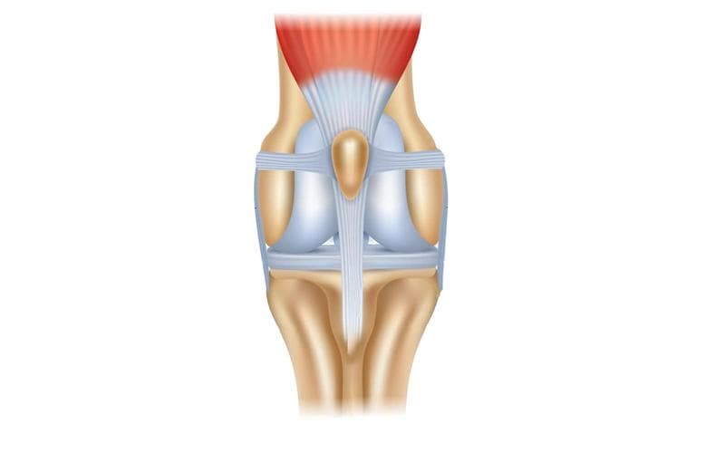 Les muscles stabilisateurs soutiennent la santé articulaire