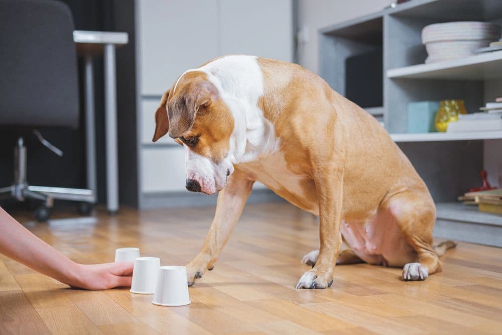 Le chien joue à un jeu avec son propriétaire.