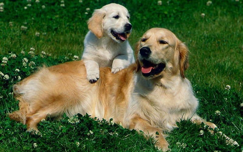 Golden Retriever adulte et chiot se reposant dans un champ